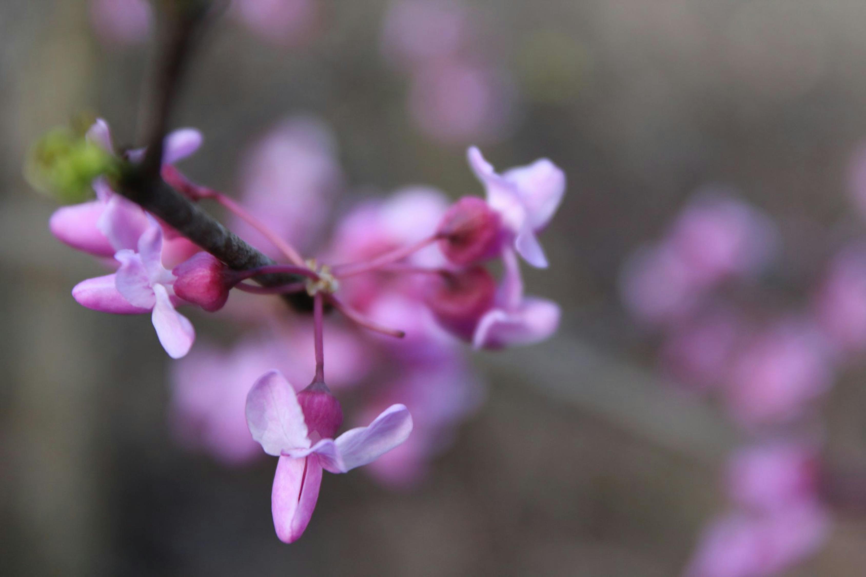 柳州紫荆花盛开，城市春宴启幕
