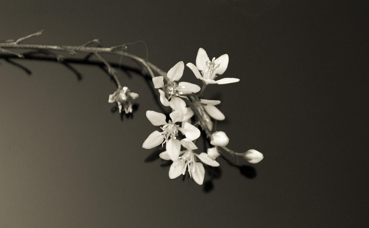 最新期货白银价格动态分析与行情展望