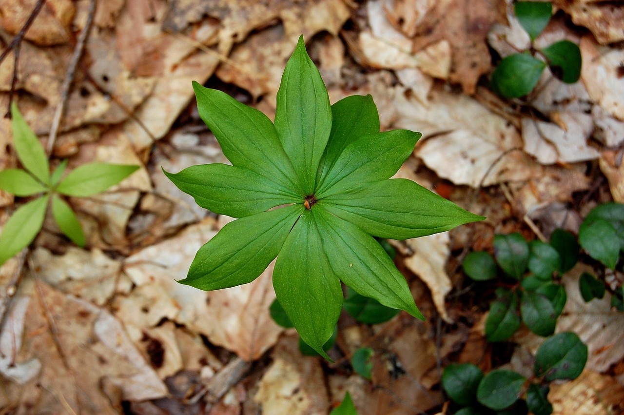 朝天椒最新种子,种植前景、特点及应用解析
