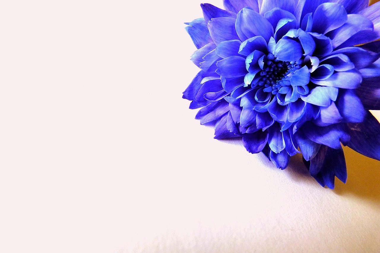 花之舞最新版，舞动生活的旋律之美