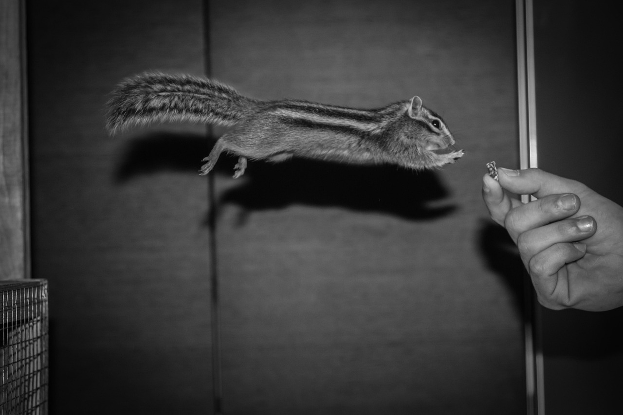 最新恐怖片修女及其深度解析