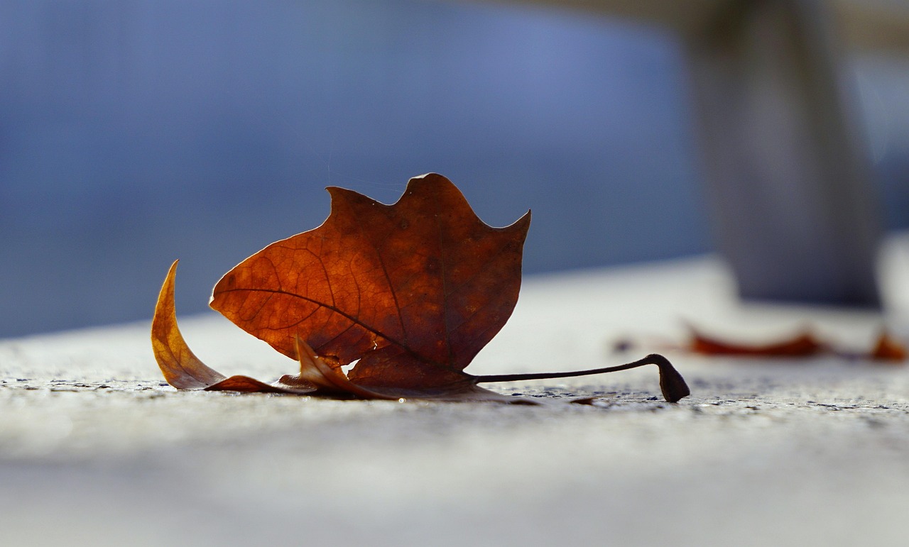 俄罗斯疫苗最新动态，进展、挑战与前景展望