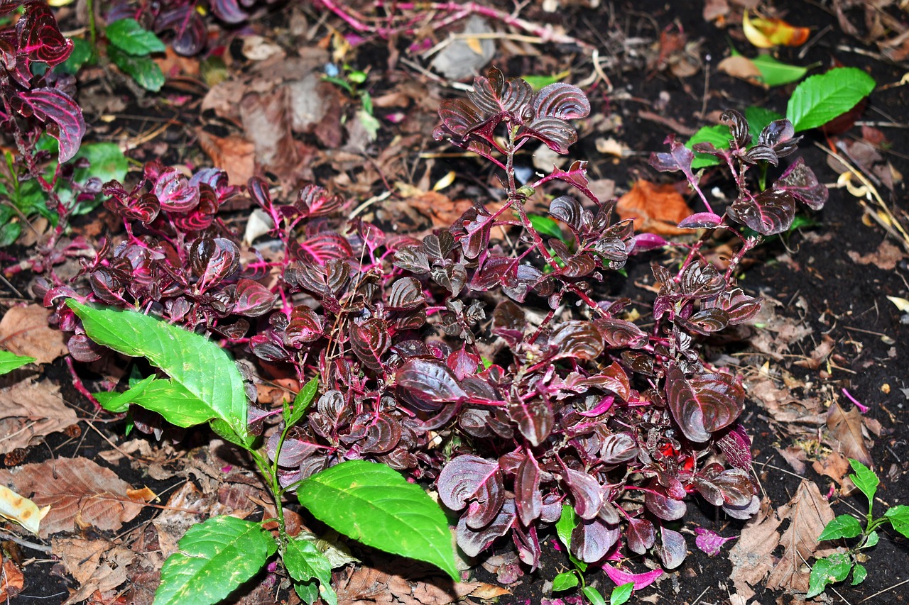 全球新冠疫情动态分析,各国最新疫情状况及应对策略