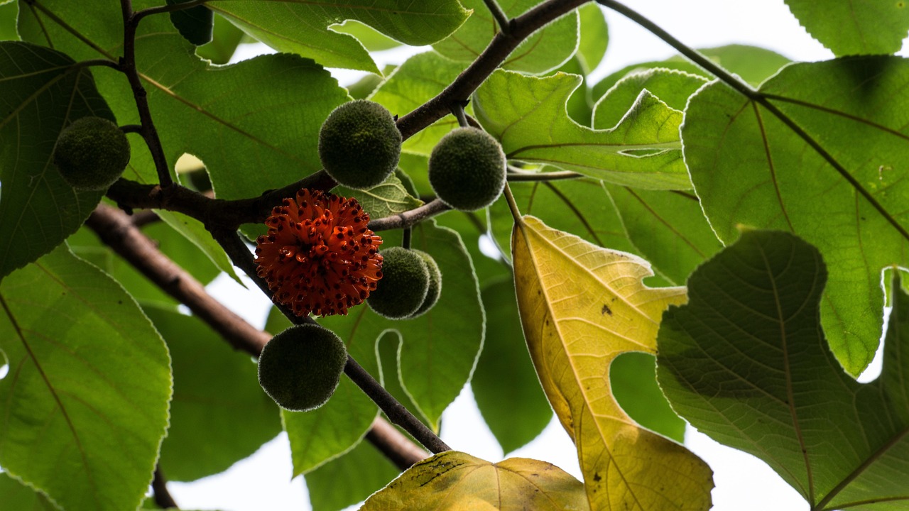 最新民航局动态,对中国民航业产生深远影响的新举措及趋势分析