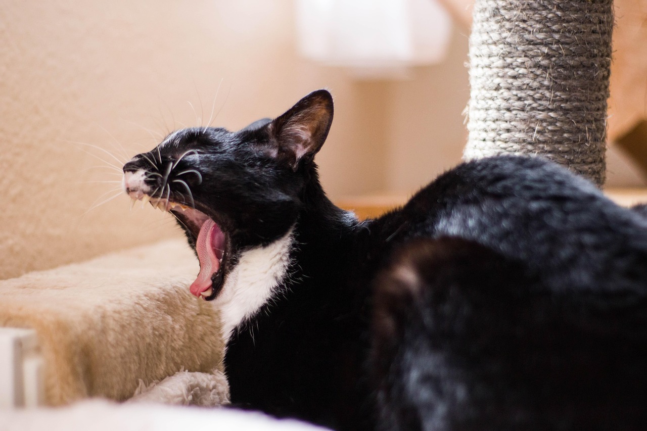 探索快猫最新站点,新一代网络文化的魅力体验