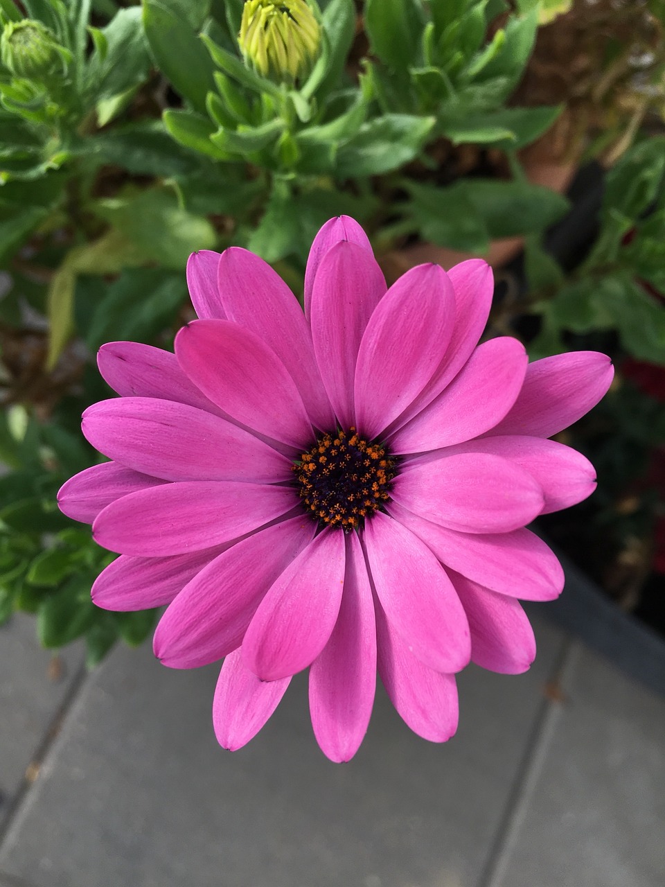 花h最新章节,绽放的奇迹之花